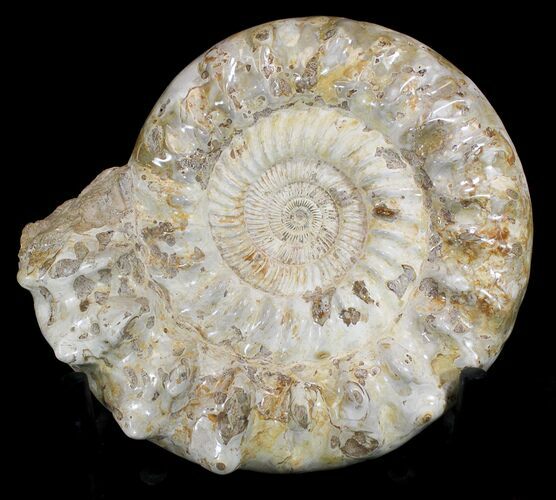 Massive Wide Ammonite Fossil With Stand #21927